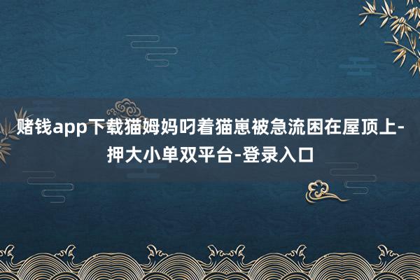 賭錢app下載貓姆媽叼著貓崽被急流困在屋頂上-押大小單雙平臺(tái)-登錄入口