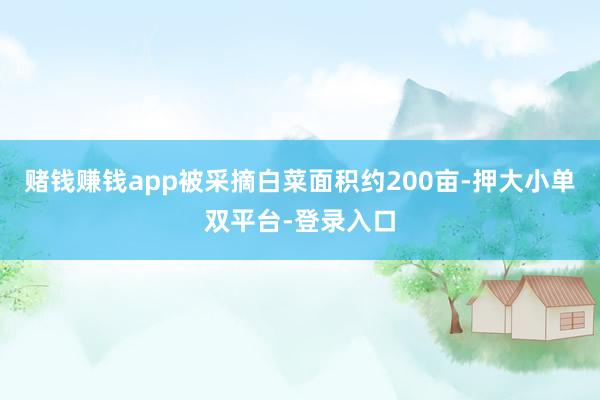 賭錢賺錢app被采摘白菜面積約200畝-押大小單雙平臺-登錄入口